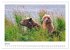 Braunbären in Alaska (Wandkalender... - Bild 13