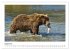 Braunbären in Alaska (Wandkalender... - Bild 14