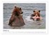 Braunbären in Alaska (Wandkalender... - Bild 3