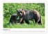 Braunbären in Alaska (Wandkalender... - Bild 5
