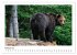Braunbären in Alaska (Wandkalender... - Bild 8