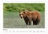 Braunbären in Alaska (Wandkalender... - Bild 10