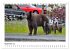 Braunbären in Alaska (Tischkalender... - Bild 15