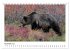 Braunbären in Alaska (Tischkalender... - Bild 4