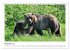 Braunbären in Alaska (Tischkalender... - Bild 5