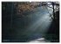 Spaziergang im Wald (Wandkalender 2026... - Bild 4