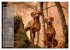 Rhodesian Ridgeback - Herzen auf vier... - Bild 11