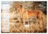 Rhodesian Ridgeback - Herzen auf vier... - Bild 5