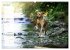Rhodesian Ridgeback - Herzen auf vier... - Bild 10