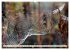 Spinnennetze - Wunder der Natur... - Bild 13