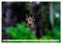 Spinnennetze - Wunder der Natur... - Bild 15