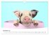 Niedliche Ferkel lovely piglets 2026... - Bild 4
