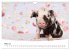 Niedliche Ferkel lovely piglets 2026... - Bild 9