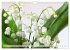 Blumenlust (Wandkalender 2026 DIN A4... - Bild 11