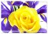 Blumenlust (Wandkalender 2026 DIN A4... - Bild 14