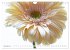 Blumenlust (Wandkalender 2026 DIN A4... - Bild 4