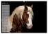 Pferde - Spiegel deiner Seele... - Bild 2