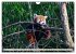 Kleiner Panda auf Entdeckungstour... - Bild 11