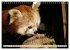 Kleiner Panda auf Entdeckungstour... - Bild 12