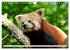 Kleiner Panda auf Entdeckungstour... - Bild 13