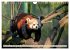 Kleiner Panda auf Entdeckungstour... - Bild 4