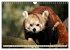 Kleiner Panda auf Entdeckungstour... - Bild 8