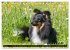 Shetland Sheepdogs - Kleine Charmeure... - Bild 11
