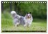 Shetland Sheepdogs - Kleine Charmeure... - Bild 12
