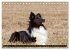 Shetland Sheepdogs - Kleine Charmeure... - Bild 4