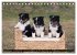 Shetland Sheepdogs - Kleine Charmeure... - Bild 5