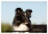 Shetland Sheepdogs - Kleine Charmeure... - Bild 8