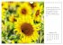 Max Dauthendey - Mit der Natur durchs... - Bild 15