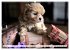 Bolonka Babykalender 2026 (Wandkalender... - Bild 12