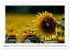Biblische Sprüche und Verse... - Bild 14