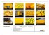 Gelb. Gelb. Gelb. (Wandkalender 2026... - Bild 6