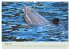 Die Welt der Delphine (hochwertiger... - Bild 13