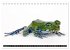 Farbenpracht der Frösche... - Bild 15
