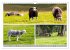 Sehnsucht Wales - Collagen eines Landes... - Bild 3