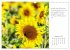 Max Dauthendey - Mit der Natur durchs... - Bild 15