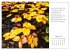 Max Dauthendey - Mit der Natur durchs... - Bild 3