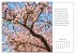 Max Dauthendey - Mit der Natur durchs... - Bild 10