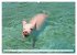 Schweine im Dauerurlaub auf den... - Bild 3