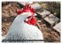 Hühner im eigenen Garten (Wandkalender... - Bild 15