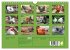 Hühner im eigenen Garten (Wandkalender... - Bild 6