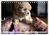 Bolonka Babykalender 2026... - Bild 12