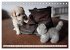 Bolonka Babykalender 2026... - Bild 15