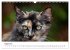 Katzenjahr 2026 (Wandkalender 2026 DIN... - Bild 14