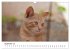 Katzenjahr 2026 (Wandkalender 2026 DIN... - Bild 15