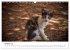 Katzenjahr 2026 (Wandkalender 2026 DIN... - Bild 3