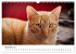 Katzenjahr 2026 (Wandkalender 2026 DIN... - Bild 4